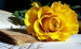 95 - Beautiful Rose.jpg