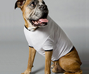 Pets Clothing